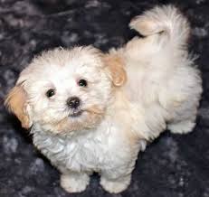 Her favorite thing is to be in someone's arms!! Havapoo Havanese X Poodle Mix Info Temperament Puppies Pictures