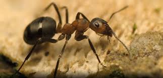 To prevent getting ants carry out good hygiene practices by. Pest Advice For Controlling Ants