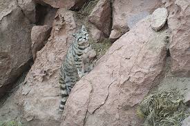 Check spelling or type a new query. Felinos De Chile Una Guia De Las 5 Especies Que Habitan El Pais Ladera Sur