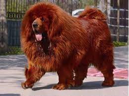 A Purebred Red Tibetan Mastiff Have You Through You Offer More Than One Million Dollard Me Not Red Tibetan Mastiff Tibetan Mastiff Dog Expensive Dogs