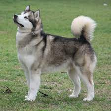 The alaskan malamute is a domestic dog breed that originated from alaska and mostly known to be one of the oldest sled dogs. Alaskan Malamute Ras Anjing Siberian Huskies Alaskan Husky