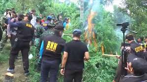 Namun secara institusional akan dijalankan. Bnn Dan Tni Polri Musnahkan 3 5 Ha Ladang Ganja Di Aceh Utara Bagian 1