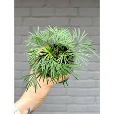 Image result for Actiniopteris