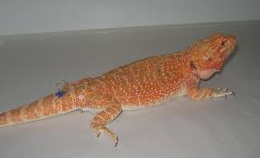 15 Awesome Bearded Dragon Morphs With Pictures Species Guide
