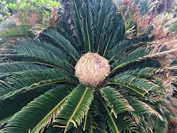 Image result for Cycadaceae