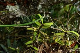 Image result for Rhipidoglossum