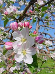 Apples are pollinated by insects, with bees and flies transferring pollen from flowers of one. Por Mp Apple Tree Blossoms Apple Tree Flowers Flower Aesthetic