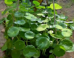 Tanaman obat yang tahan hujan. Daftar Tanaman Obat Lengkap Beserta Gambar Dan Khasiatnya Bibitbunga Com