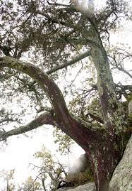 Image result for Juniperus procera