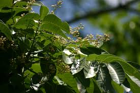 Image result for Khaya anthotheca