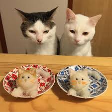 Cats Eating Dinner At The Table Crazy Cats Cats Cute Cats