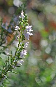 Image result for Satureja