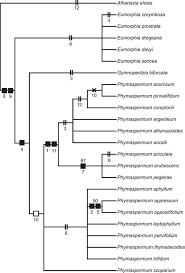 Image result for Phymaspermum