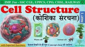 Maybe you would like to learn more about one of these? Cell Structure Human Cell à¤• à¤¶ à¤• à¤¸ à¤°à¤šà¤¨ Animal Cell Plant Cell Class 8 9 10 11 Mp4 Youtube