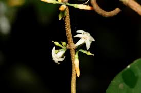 Image result for Landolphia eminiana