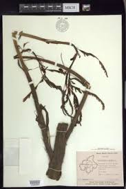 Image result for Aeschynomene bullockii