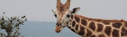 The rothschild's subspecies are found in south sudan, north uganda and west kenya. The Endangered Rothschild S Giraffe Magic Safaris