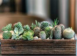 Toads are poisonous to dogs. Are Succulents Poisonous To Cats And Dogs Petmd