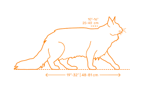 Maine Coon Cat Dimensions Drawings Dimensions Guide