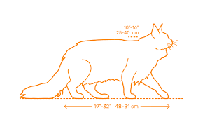 maine coon cat dimensions drawings dimensions guide