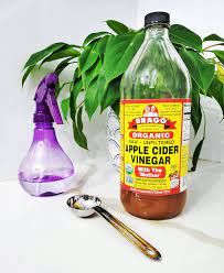 Science and cultivation' started by countrygreenhouse the only reason i can think of would be as an herbicide (i can't stand the smell on vinegar), but this. Can I Spray Vinegar On Houseplants Osera