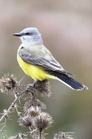 The Kingbird Vol. 69 No. 1 – March 2019