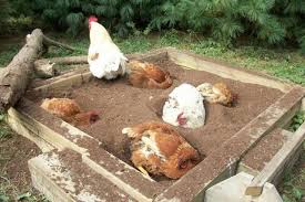 The chicken dust bath consists of them kicking up dirt, rolling, and flapping their wings in an attempt to coat dust all the way down throughout their feathers. 68 Chicken Dust Baths Ideas In 2021 Dust Bath Chickens Backyard Chickens