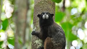 Maybe you would like to learn more about one of these? These Squirrel Size Monkeys Helped Bring Peru S Amazon Back To Life Science Aaas