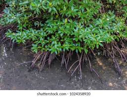 Image result for Rhizophoraceae