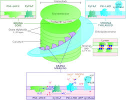 Temperature, carbon dioxide concentration and light intensity can affect the rate of photosynthesis. Composition Phosphorylation And Dynamic Organization Of Photosynthetic Protein Complexes In Plant Thylakoid Membrane Photochemical Photobiological Sciences Rsc Publishing