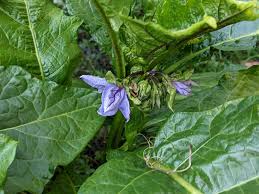Image result for Solanum macrocarpon