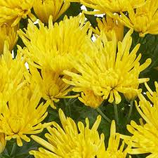 Image result for Chrysanthellum indicum