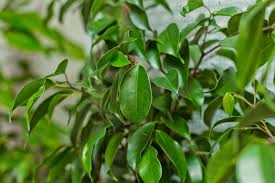 Check spelling or type a new query. Indian Rubber Plant Poisoning In Cats Symptoms Causes Diagnosis Treatment Recovery Management Cost