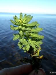 Image result for Laurembergia tetrandra