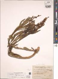 Image result for Crotalaria huillensis