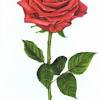 Choose your favorite beautiful flowers paintings from 40,824 available designs. Https Encrypted Tbn0 Gstatic Com Images Q Tbn And9gctgl69zu5tfovbenf9lz28hogakk0x2hpepwnyfq5pcraq6gdwp Usqp Cau