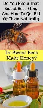 Trapping the sweat bees is another ideal way to get rid of them. Do You Know That Sweat Bees Sting And How To Get Rid Of Them Naturally Sweat Bee Sting Sweat Bees Bee Sting