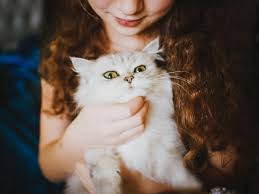 Check spelling or type a new query. 380 Nama Bagus Cantik Untuk Kucing Lucu Dan Manja Diedit Com