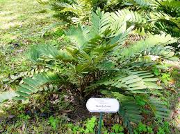 Image result for Alafia zambesiaca