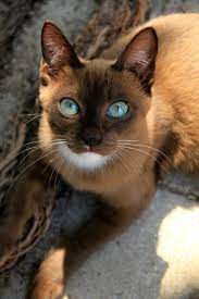 Thai Temple Cat Best Cat Breeds Pets Cat Breeds
