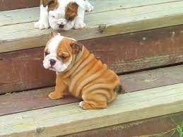 More so, the best low fat dog foods are proven to help lower the risk of illnesses in our canine buddies. Cute This Dog Is Really Cutyyyy 3 Baby Animals Cute Animals Cute Baby Animals