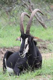 Sable Antelope Big Animals African Animals African Wildlife