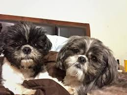 Jenny was rescued from a puppy mill that would drown the. Texas Shih Tzu Lost And Found Home Facebook