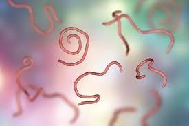 We did not find results for: Parasite Chez L Homme Les Types Les Plus Frequents Les Symptomes Le Traitement