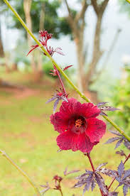Image result for Hibiscus acetosella