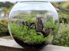 A World Within Vivavoce Garden Terrarium Small Terrarium Plants