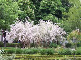 Image result for Kolkwitzia amabilis