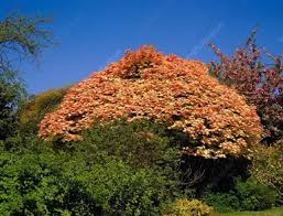 Image result for Aeollanthus neglectus