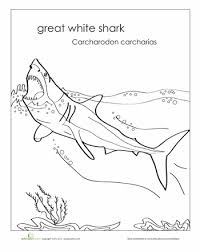 Great White Shark Worksheet Education Com Great White Shark Shark Coloring Pages Great White Shark Drawing