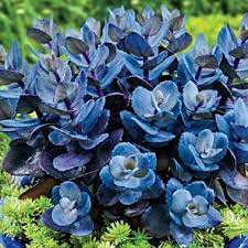 We did not find results for: Blue Pearl Sedum Zones 4 9 Full Sun Blooms Early Summer To Fall Height Of 20 Full Sun Perennials Planting Flowers Sedum